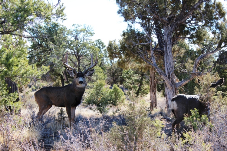 Buck at Mesa Verde
